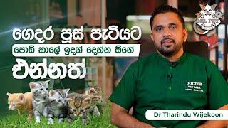 ගෙදර පූස් පැටියට පොඩිකාලේ ඉදන් දෙන්න ඕනේ එන්නත්  Cat Vaccination Schedule  MR.PET