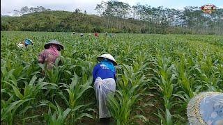 Ini Cara Pemupukan Jagung Dari Pertama Sampai Terakhir