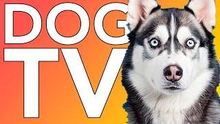 TV for Dogs Chill Your Dog Anxiety TV with Cats Dogs and Nature NEW 2024