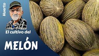 EL MELÓN EL CULTIVO DEL MELÓN PIEL DE SAPO PASO A PASO de una manera sencilla