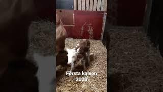 Första kalven 2023