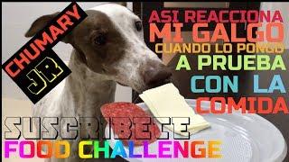 food challenge - reto de la comida con mi galgo pirata chumary jr youtube