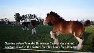 Life on the Road for the Budweiser Clydesdales