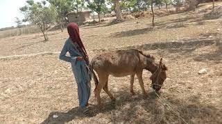 natural man with donkey cow