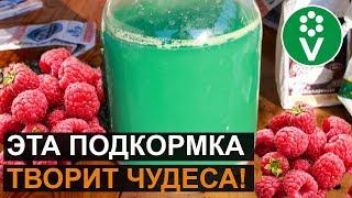 Лучшая подкормка для МАЛИНЫ Уникальный рецепт ЗЕЛЕНОГО РАСТВОРА