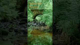 #naturesounds for #sleeping - Full 8Hour video @johnnielawson - #relaxing #forest #birdsong  #nature