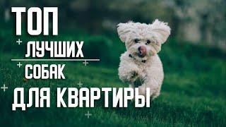 Лучшие породы собак для квартиры