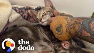 Security Guard Brings Home A Pregnant Stray Cat  The Dodo Foster Diaries