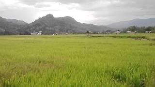 video youtube heboh di Sawah Mesum