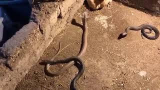 Mother Chicks Protect Chicks Against Cobra