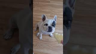 แกล้งหมาบาปไหม #เฟร้นบลูด็อก #เฟร้นบลูด็อกเป็นหมาตลก #french #frenchbulldog #frenchie