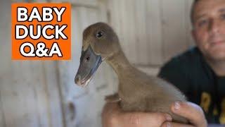 Raising Baby Ducks - Common Questions