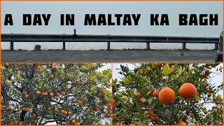 Visit to maltay ka bagh  Special Maltay of punjab