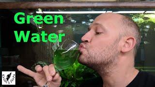 How to Make GREEN WATER  Perfect Live Food for Baby Fish