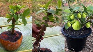 Great idea to grow Guava and get guava fruit for fast results