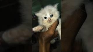 kucing imut#shortvideo #shortyoutube #persiashort  #kucing #shortsviral #anakkucinglucu #kucinglucu