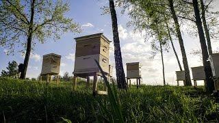 Основы пчеловодства. Урок 3 промышленное пчеловодство часть II