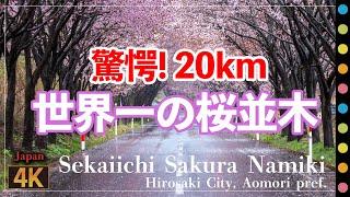 岩木山「世界一の桜並木」～　（Sekaiichino sakuranamiki  Hirosaki City Aomori pref.