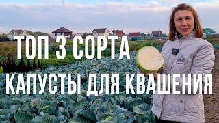 Лучшие сорта капусты для квашения. Какой сорт выбрать для посадки.