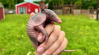 How to Rescue a Baby Armadillo leprosy speedrun