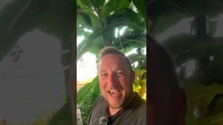 #greenhouse #banana #update #gardening #canada #farming