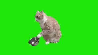 Hungry Cat Green Screen