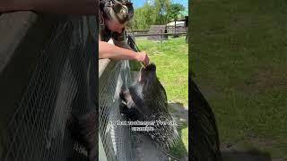 A day in the life of a Porcupine Episode 2  #shorts #planetzoo