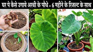 गमले में अरबी का पौधा कब और कैसे उगाये पूरी जानकारी  How To Grow Taro In Containers