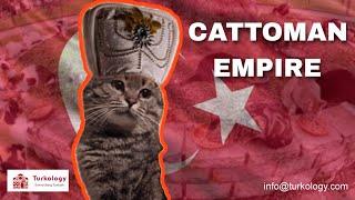 WHY ARE THERE SO MANY CATS IN TURKEY? Not only Istanbul all cities belong to cats.