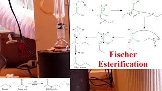 Making Ethyl Acetate - Fischer Esterification