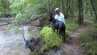 Dutch Shepherd dog agility Greyhound tracking