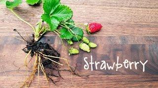 How-To Grow Strawberries in Containers  IN BETHS GARDEN