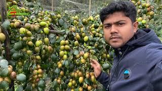 Kashmiri Apple Ber Plant Demo  Why You Trust Apple Ber Nursery