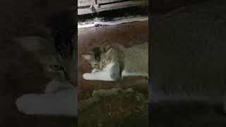 Ngambek lagi #kucing #catlover #cat #shorts #videos