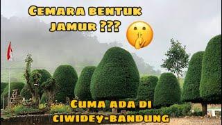 Wisata Bukit jamur - Rancabolang Ciwidey Kab. Bandung