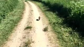 Mini-Wildschwein flieht vor Radler