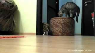 Кошка помогает котёнку достать шарик