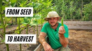 How to Grow Okra In Raised Beds or Containers From Seed to Harvest