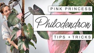 How I Grew My Pink Princess HUGE In Just One Year  Pink Princess Philodendron Tips
