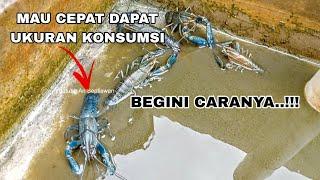 CARA CEPAT LOBSTER AIR TAWAR KE UKURAN KONSUMSI