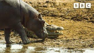 Hippos take on crocodiles for best sunbathing spot  Serengeti - BBC