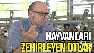 Hayvanları Zehirleyen Otlar