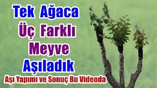 Elma Armut Ayva Aşısı Nasıl Yapılır  Tek ağaca üç farklı meyve aşıladık  Ağaç aşılama