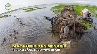 Berbeda Dengan Kerbau Darat Ini Dia Kerbau Unik Hidup di Air Mencari Rumput dan Tinggal di Air