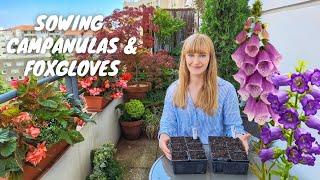 Sowing Biennial Flowers For My Container Garden  Campanulas & Foxgloves