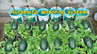 How I make a self-watering watermelon garden for high yield