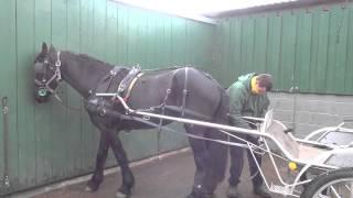 Putting a horse to by yourself - driving a single Friesian Duke.