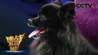 Krystynas Hypno-dog Hypnotizes 11 People on Stage  Impossible Challenge