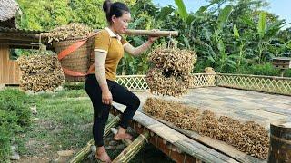 Harvest peanuts for preservation - processed brought to market for sale - Triệu Mai Hương