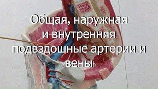 Тема 13. Общая наружная и внутренняя подвздошные артерии и вены.  Поясничное сплетение